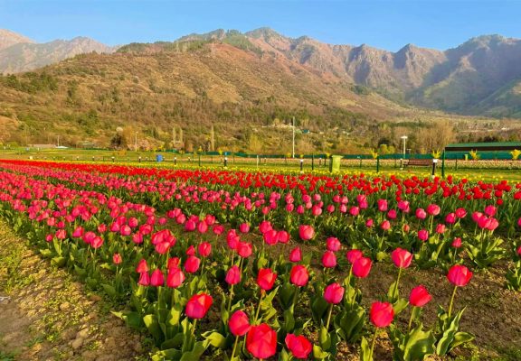 vườn hoa tulip đà lạt